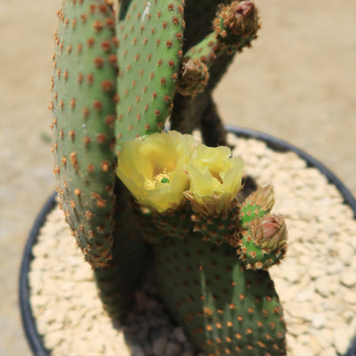 Opuntia microdasys rufida