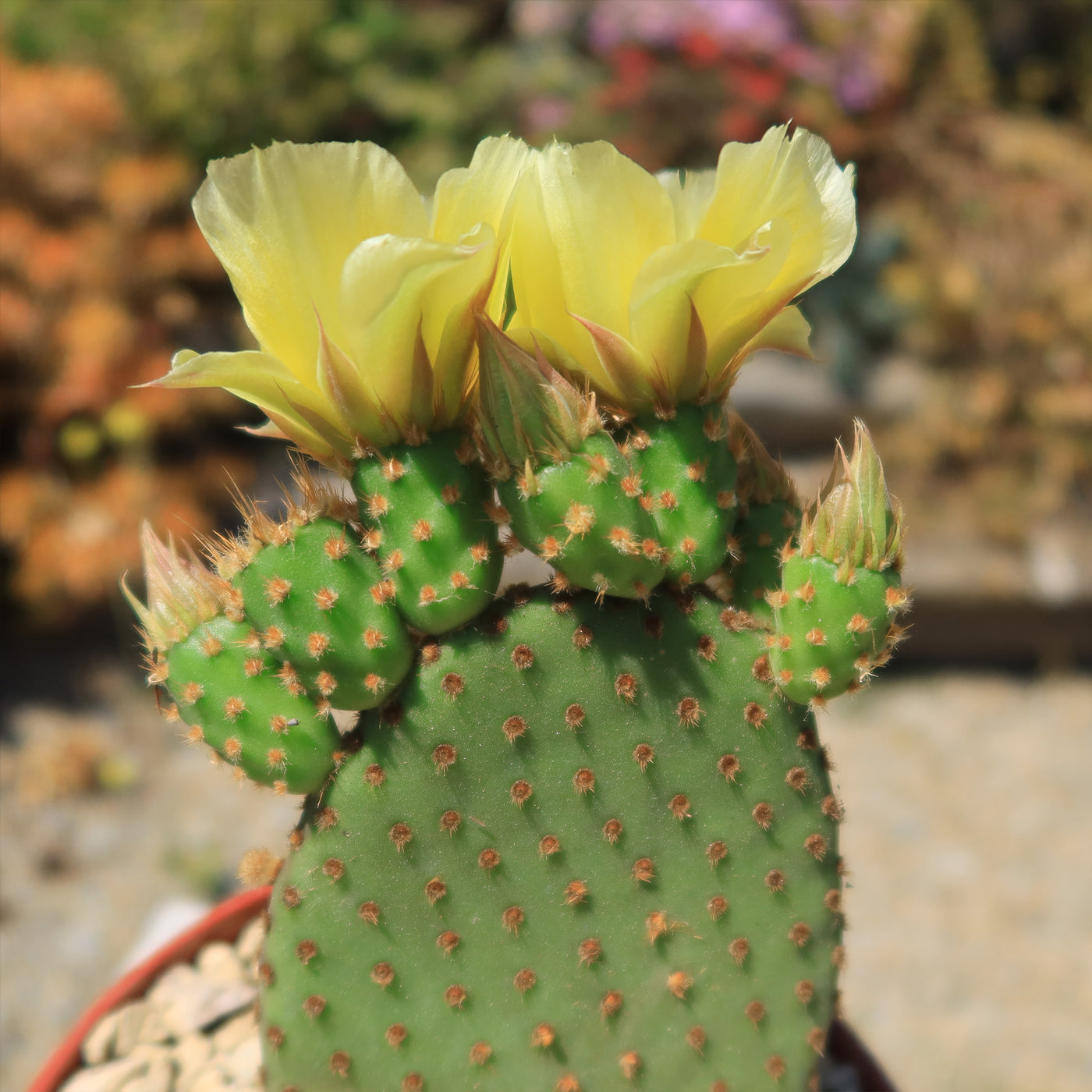 Opuntia microdasys rufida