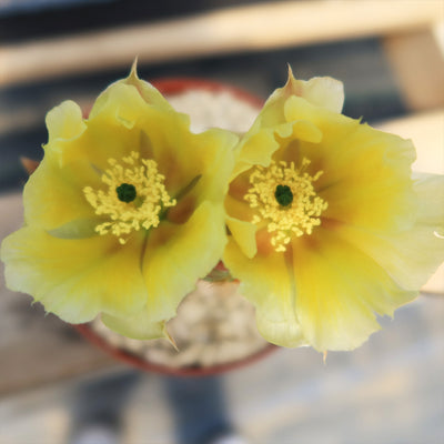 Opuntia microdasys rufida