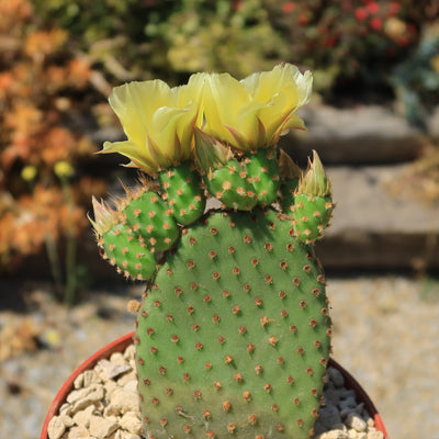 Opuntia microdasys rufida