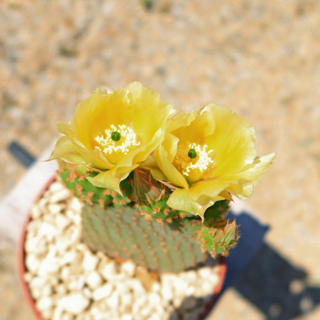 Opuntia microdasys rufida