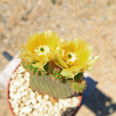 Opuntia microdasys rufida