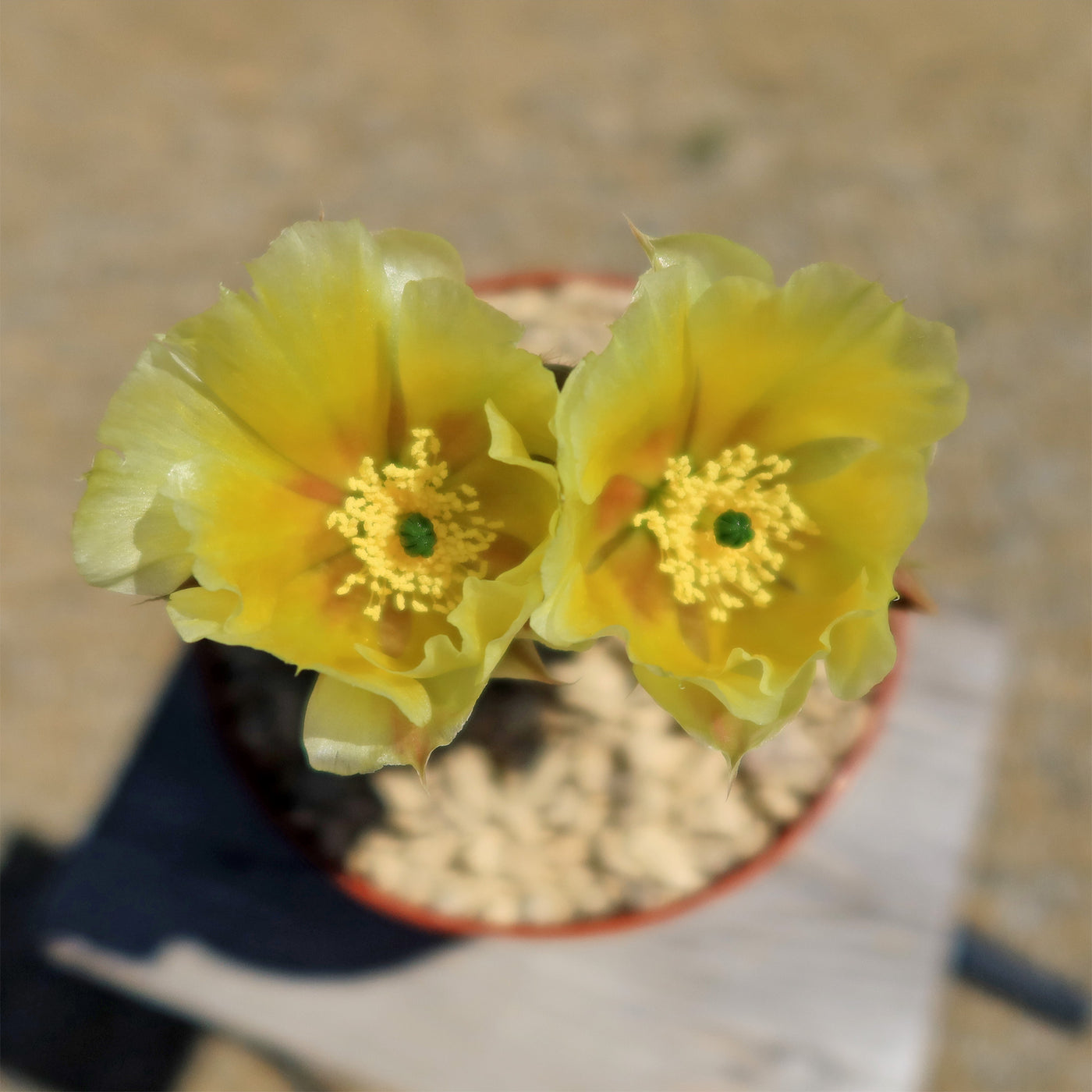 Opuntia microdasys rufida