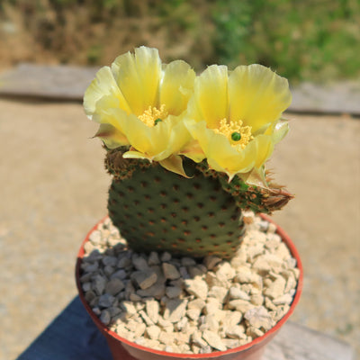 Opuntia microdasys rufida