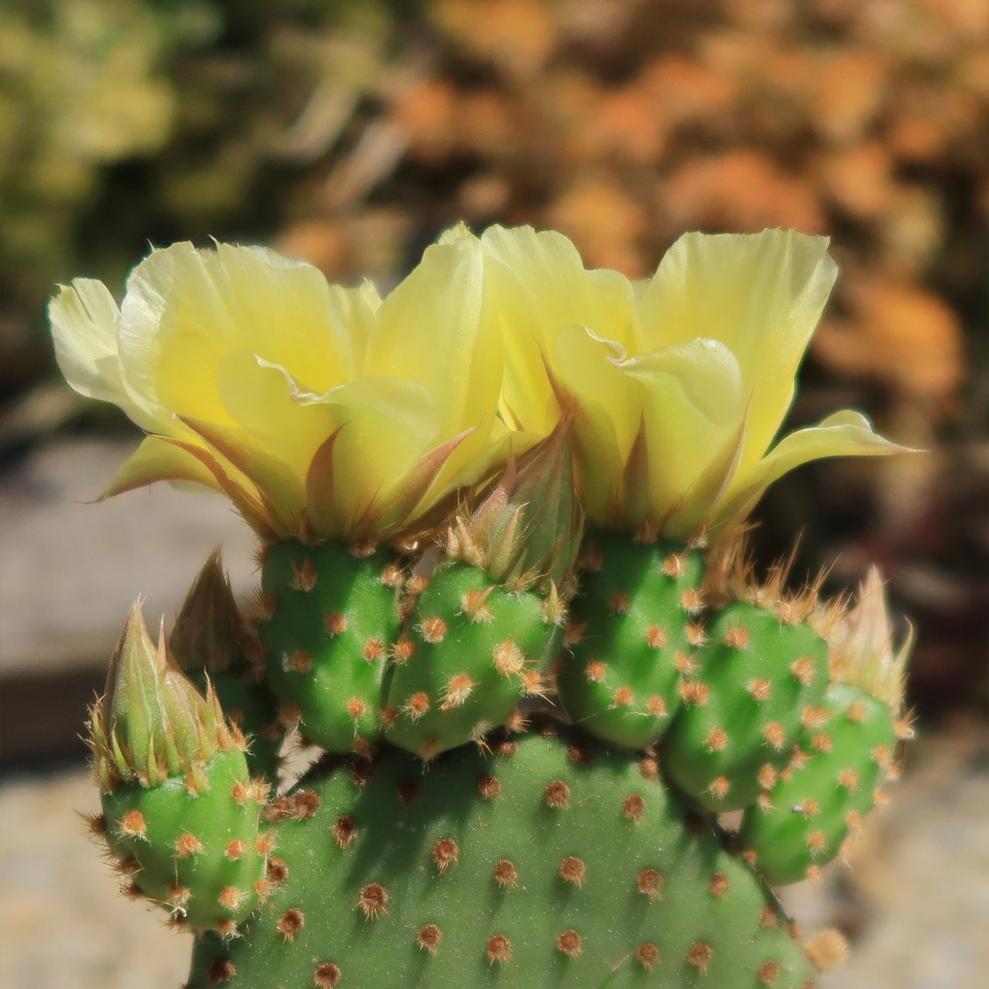 Opuntia microdasys rufida