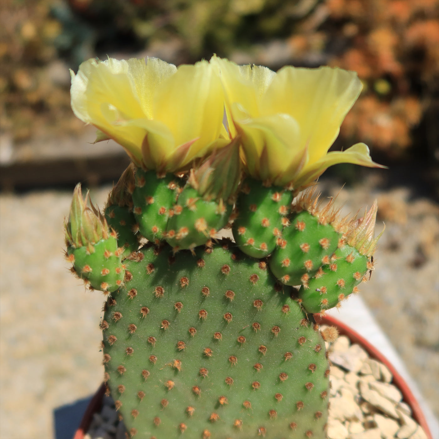 Opuntia microdasys rufida