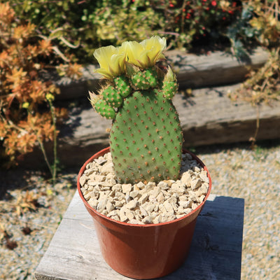 Opuntia microdasys rufida