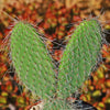 Opuntia pilifera