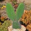 Opuntia pilifera