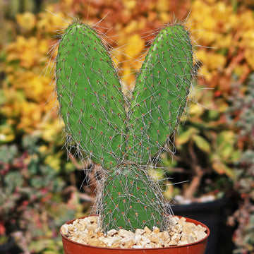 buy prickly pear cactus online Opuntia pilifera