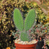 Opuntia pilifera