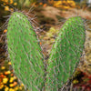 Opuntia pilifera