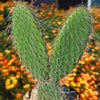 Opuntia pilifera