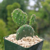 Opuntia quitensis &