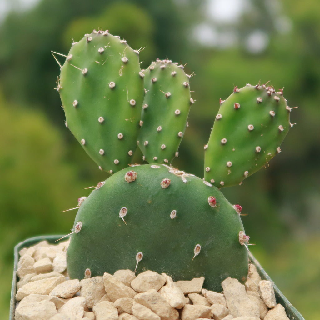 Opuntia quitensis &