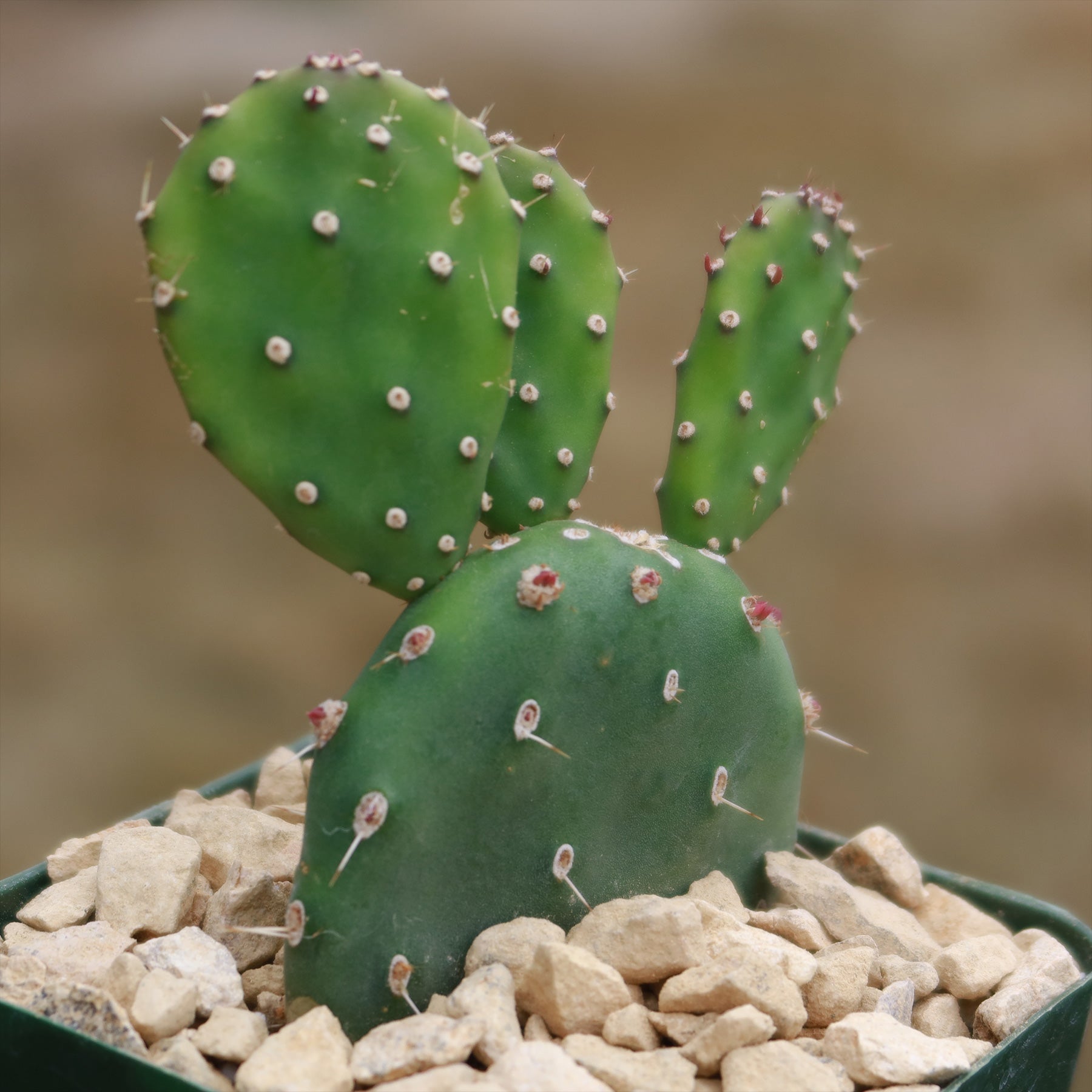 Opuntia quitensis 'Johnson's Hybrid'