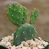 Opuntia quitensis &