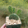 Opuntia quitensis &