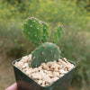 Opuntia quitensis &