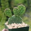 Opuntia quitensis &