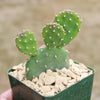 Opuntia quitensis &