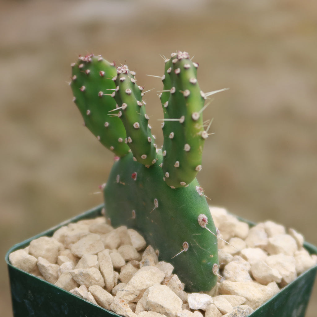 Opuntia quitensis &
