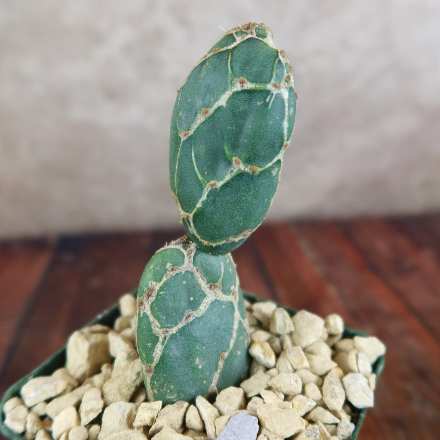 Cobra Cactus ‘Opuntia reticulata’