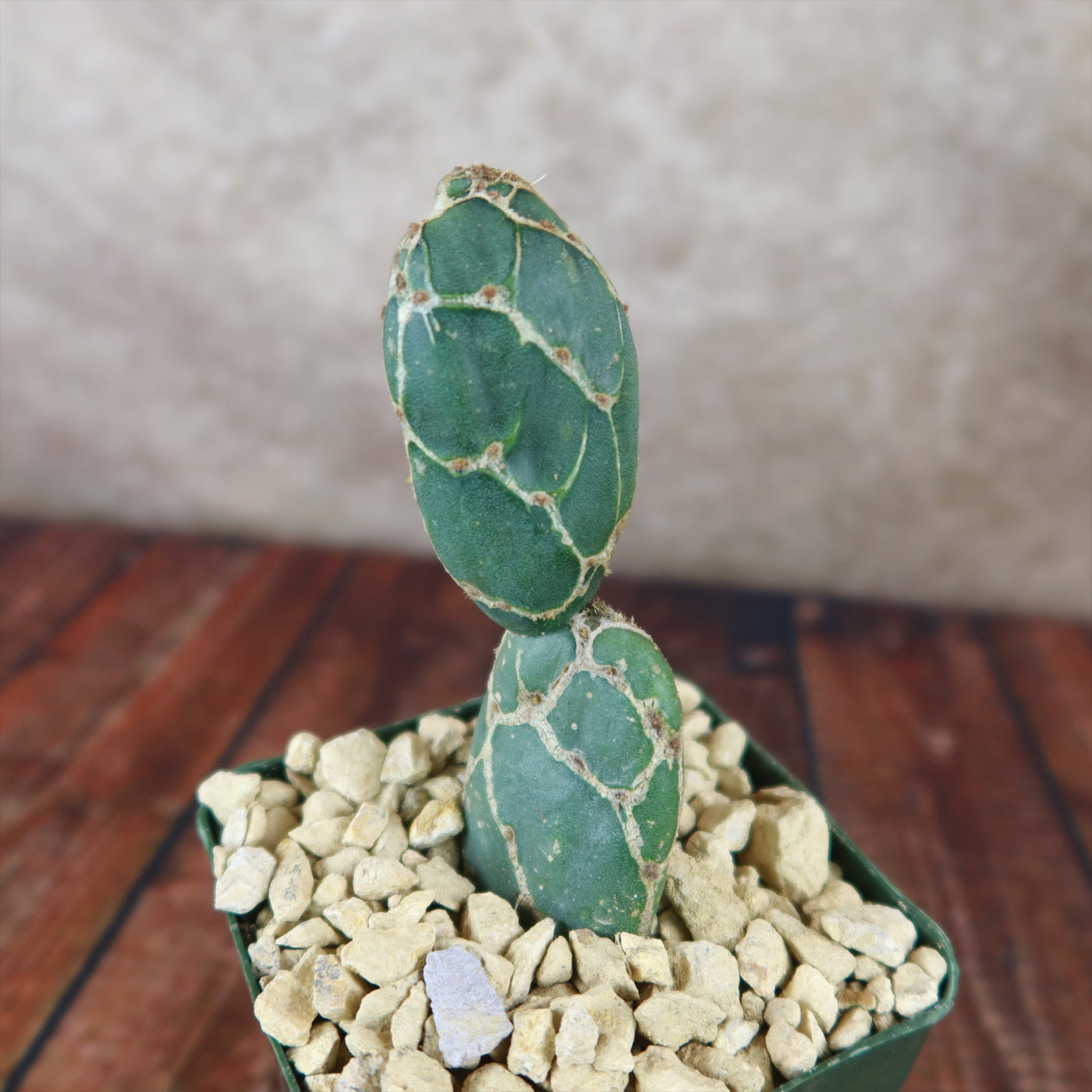 Cobra Cactus ‘Opuntia reticulata’