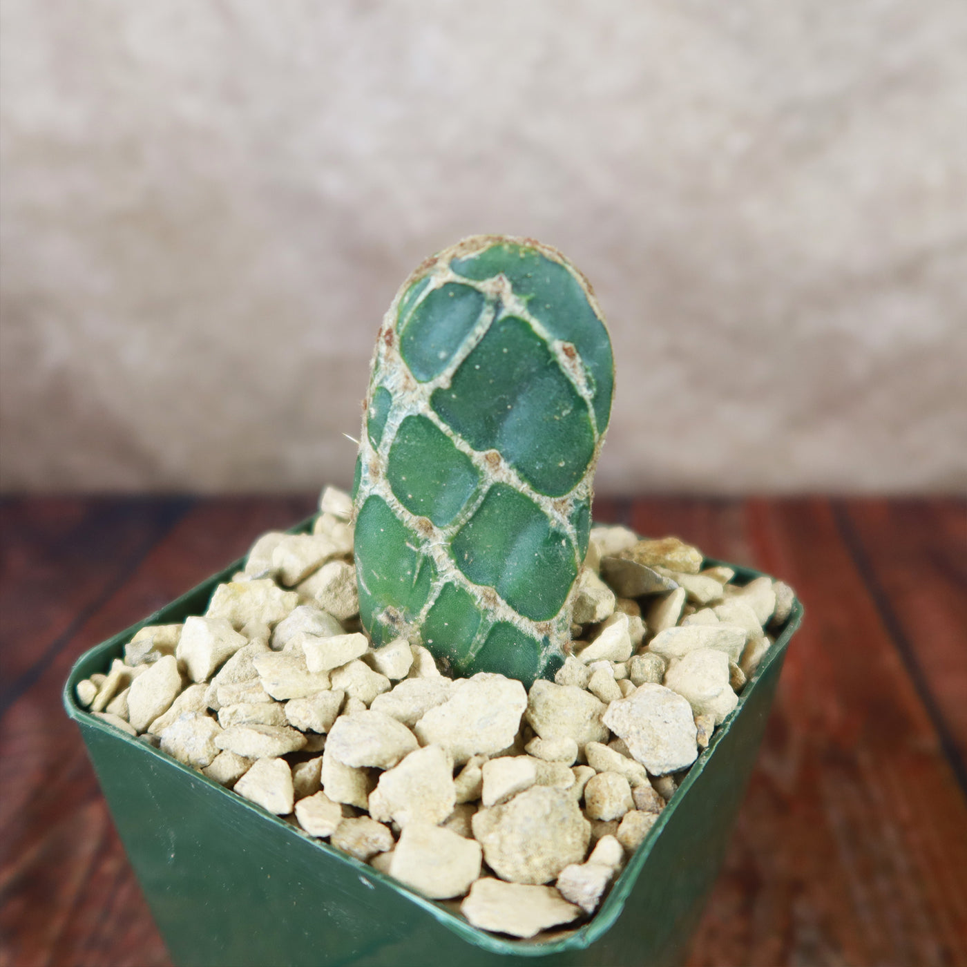 Cobra Cactus ‘Opuntia reticulata’