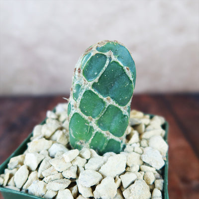 Cobra Cactus ‘Opuntia reticulata’