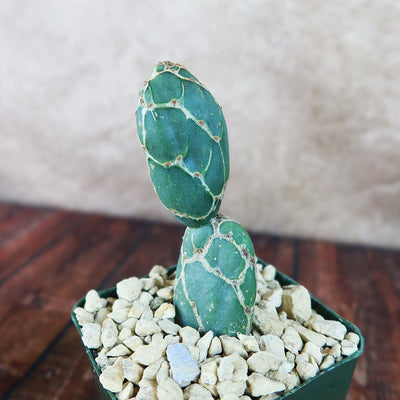 Cobra Cactus ‘Opuntia reticulata’