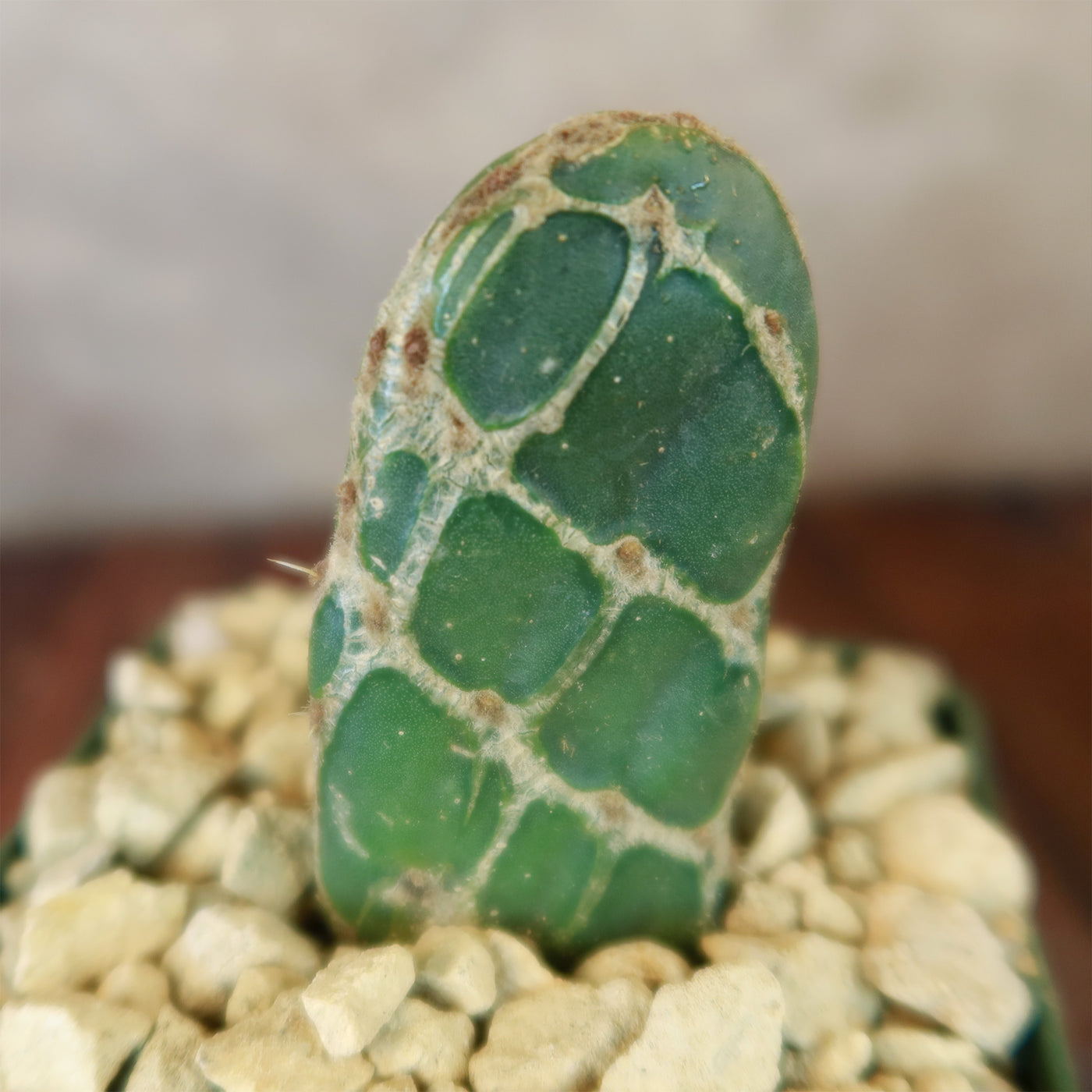 Cobra Cactus ‘Opuntia reticulata’