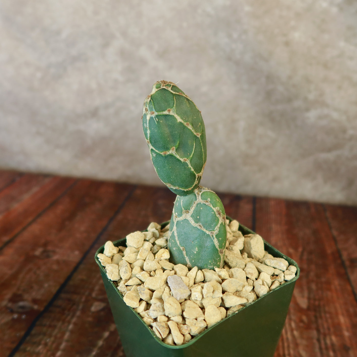 Cobra Cactus ‘Opuntia reticulata’