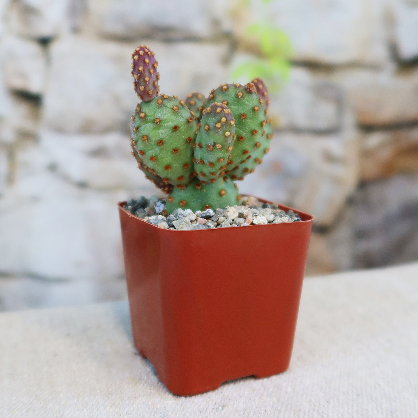 Opuntia rufida minima monstrose – Planet Desert