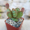 Opuntia rufida minima monstrose cactus with green pads and orange-purple spines in a square pot with pebbles, blurred background.