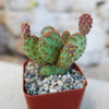 Small Opuntia rufida minima monstrose cactus with purple-tipped pads and orange spots in a red pot with pebbles, blurred background.