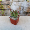 Opuntia rufida minima monstrose cactus with oval green pads and brown spots in a red square pot of gravel, set on a beige surface.