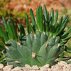 Opuntia subulata cristata