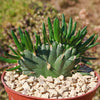 Opuntia subulata cristata