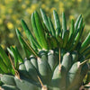 Opuntia subulata cristata