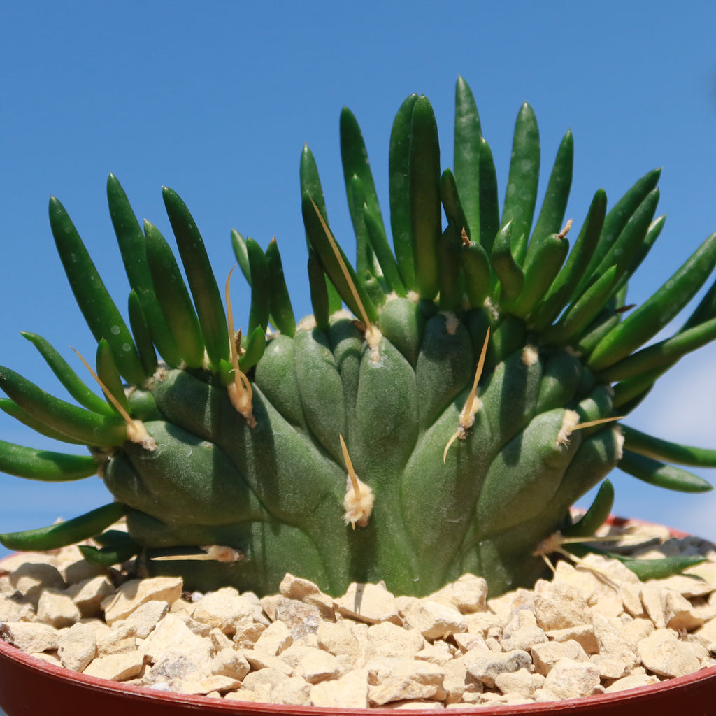 Opuntia subulata cristata