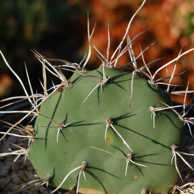 Prickly Pear Cactus 'Opuntia sulphurea'
