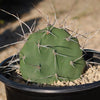 Prickly Pear Cactus &