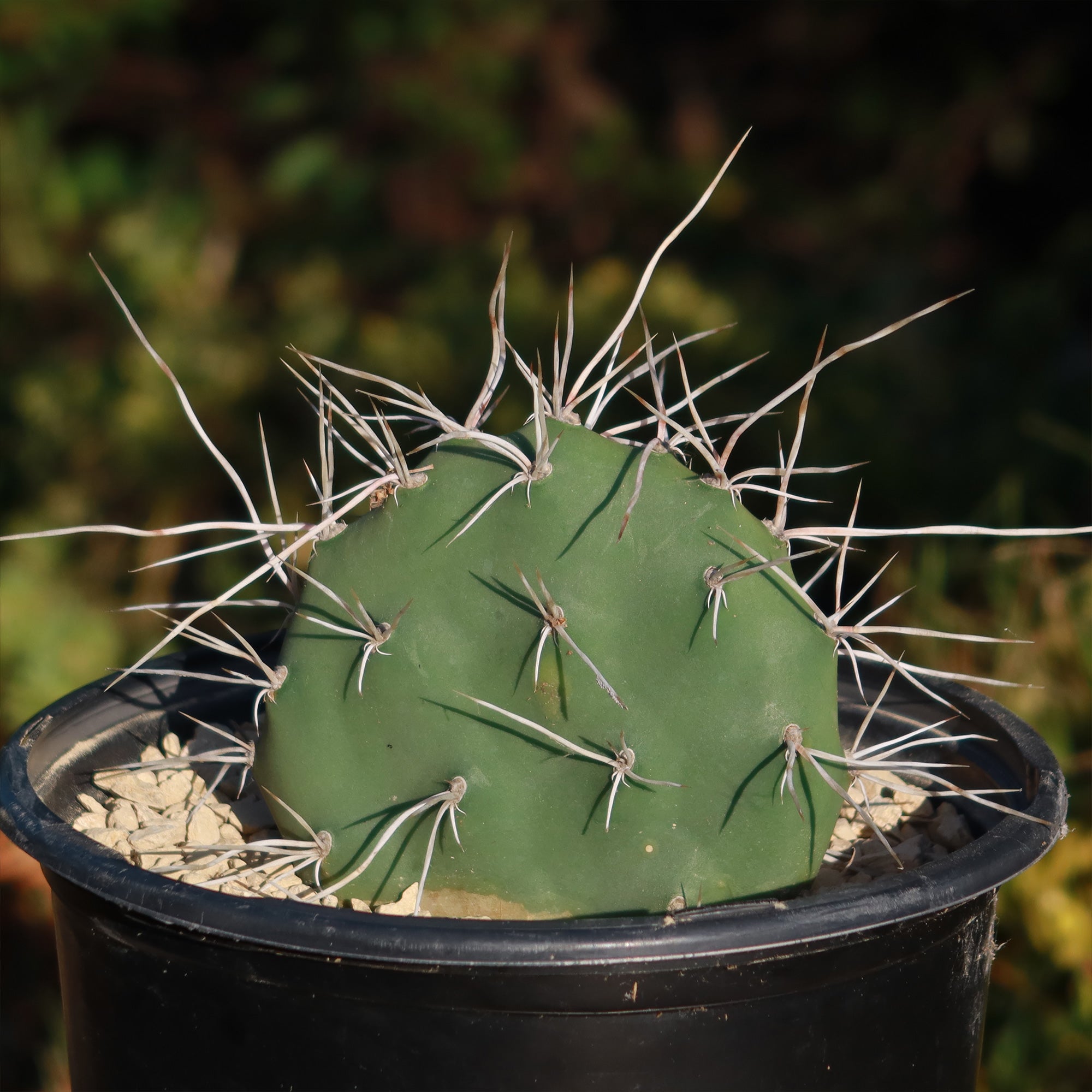 Prickly Pear Cactus 'Opuntia sulphurea'