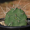 Prickly Pear Cactus &