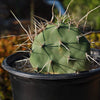 Prickly Pear Cactus &