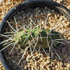 Prickly Pear Cactus &