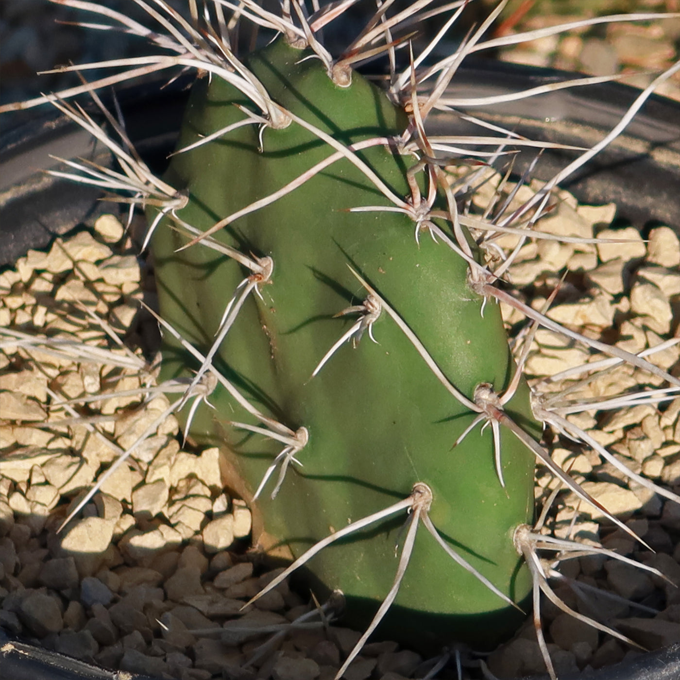 Prickly Pear Cactus 'Opuntia sulphurea'