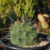 Prickly Pear Cactus &