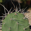 Prickly Pear Cactus &